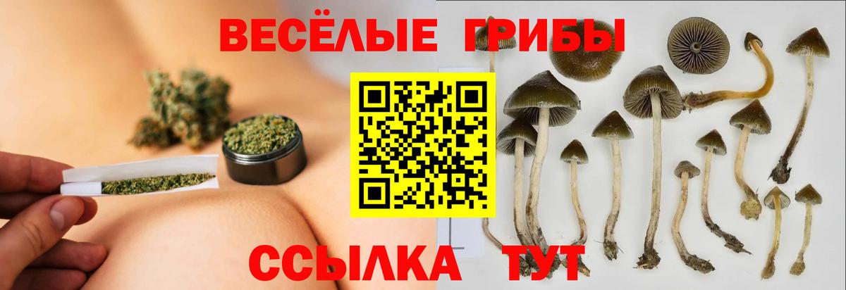 Новозыбков  Псилоцибиновые грибы ЛСД  Вход с VPN 